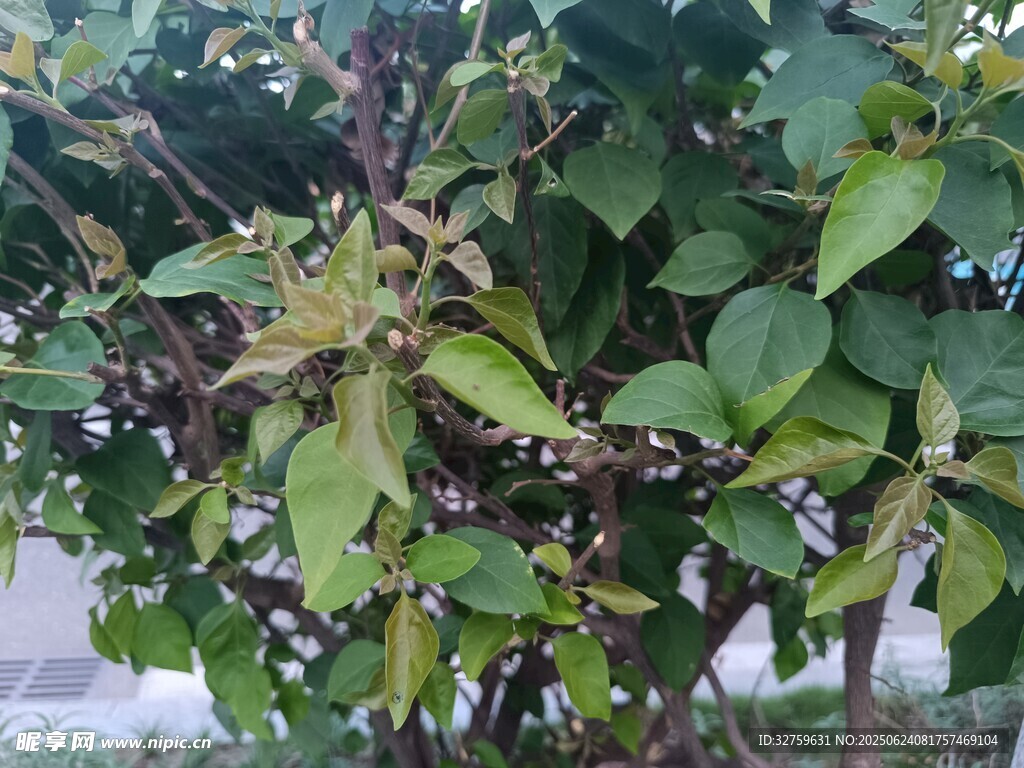 绿叶繁茂的植物景象