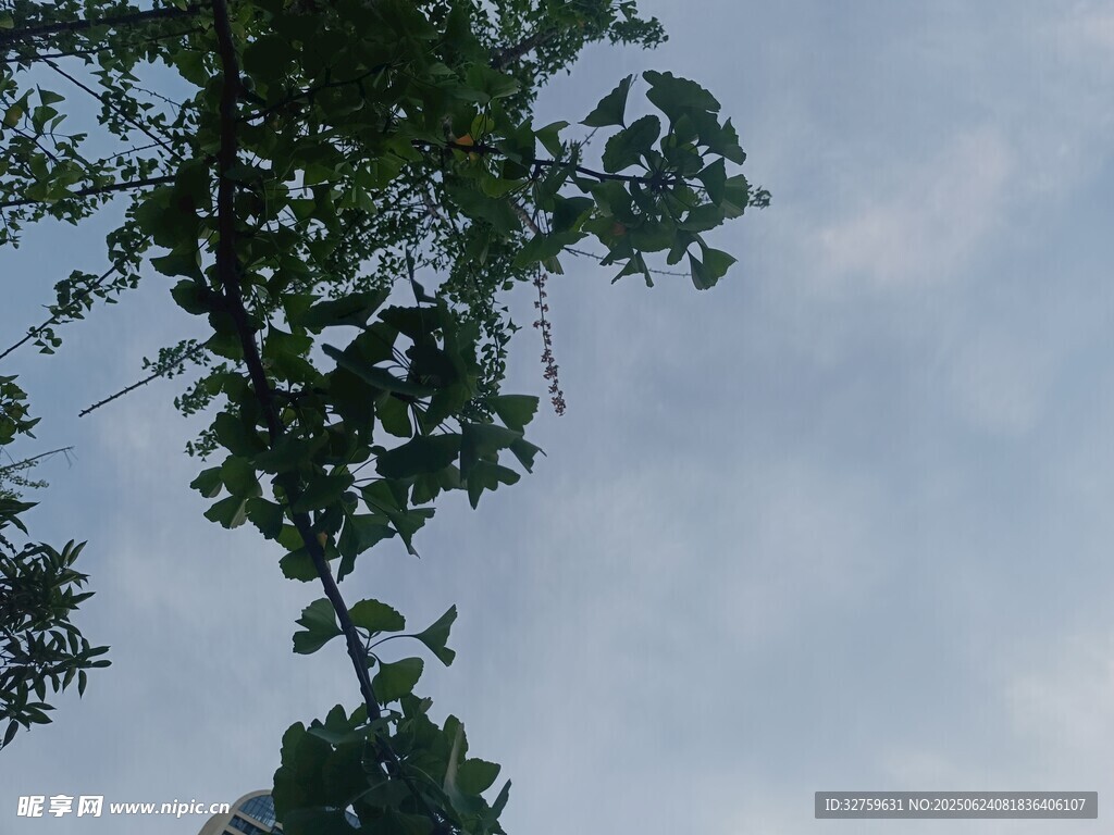 仰视枝叶间的天空