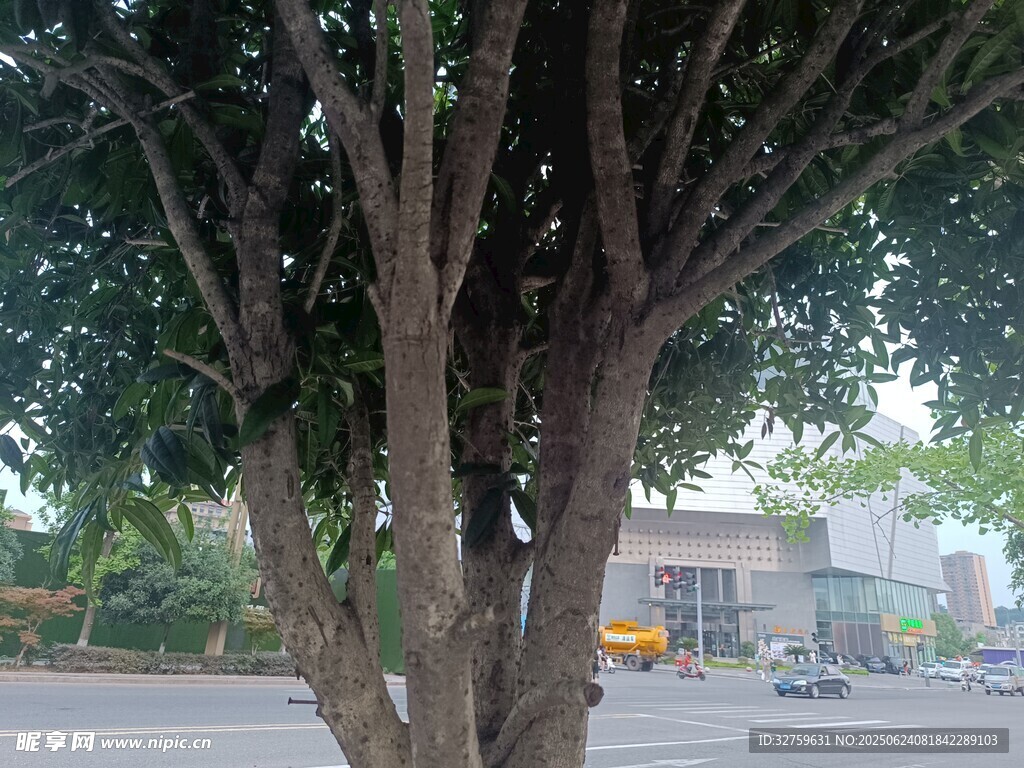粗壮树干的茂盛大树