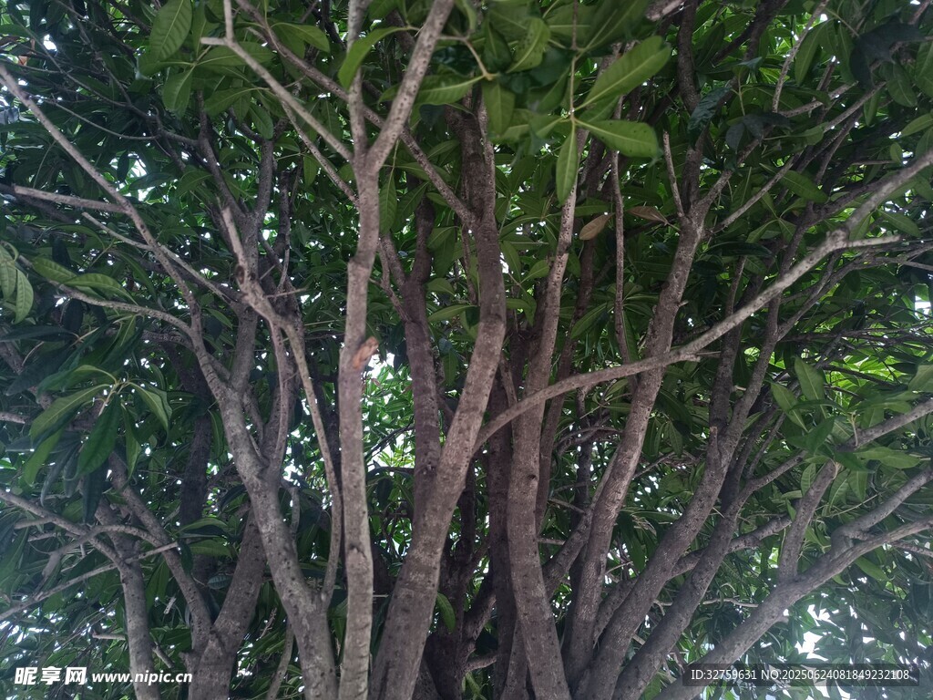 茂密树干与繁茂绿叶