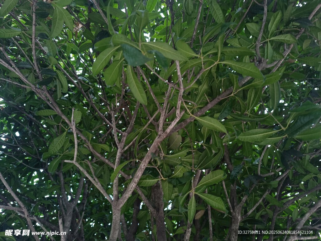 茂密枝叶的繁茂树木