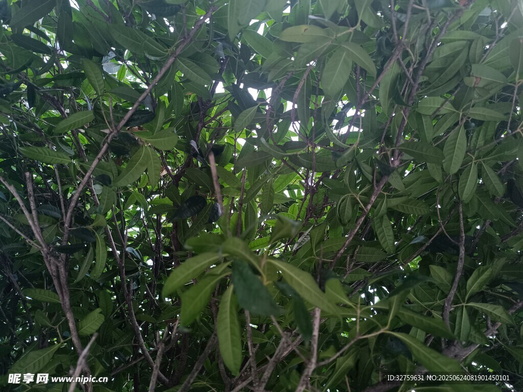 茂密绿叶中的繁茂植物