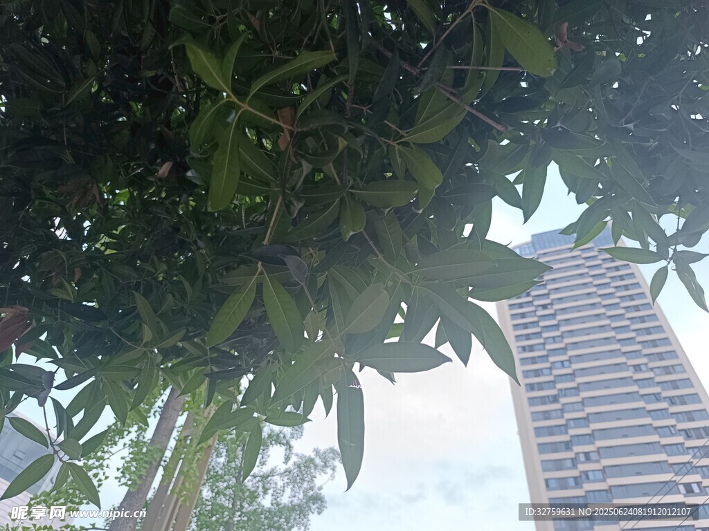 树叶掩映下的高楼