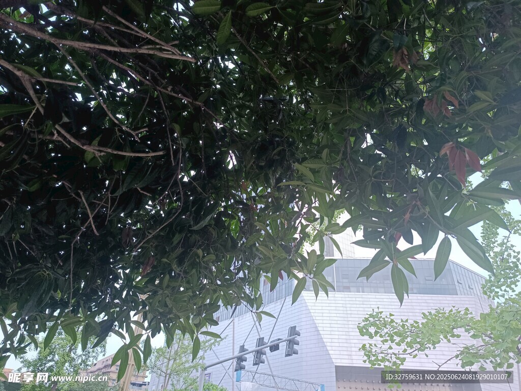 透过枝叶看远处景象