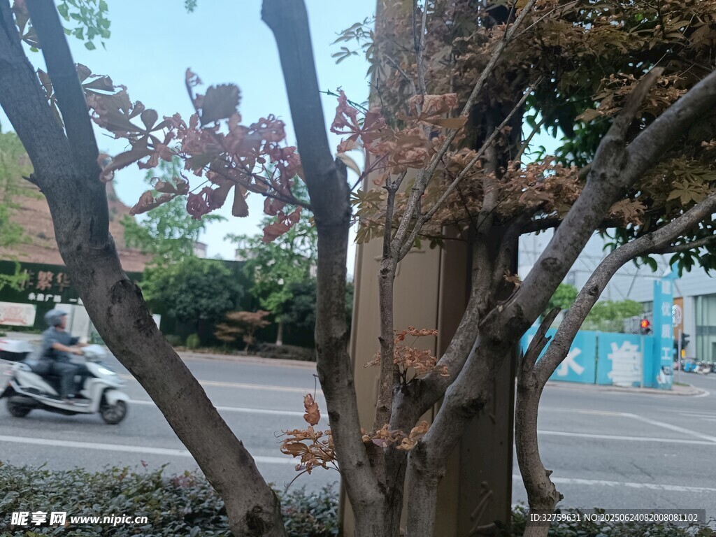 树干受损的街边树木