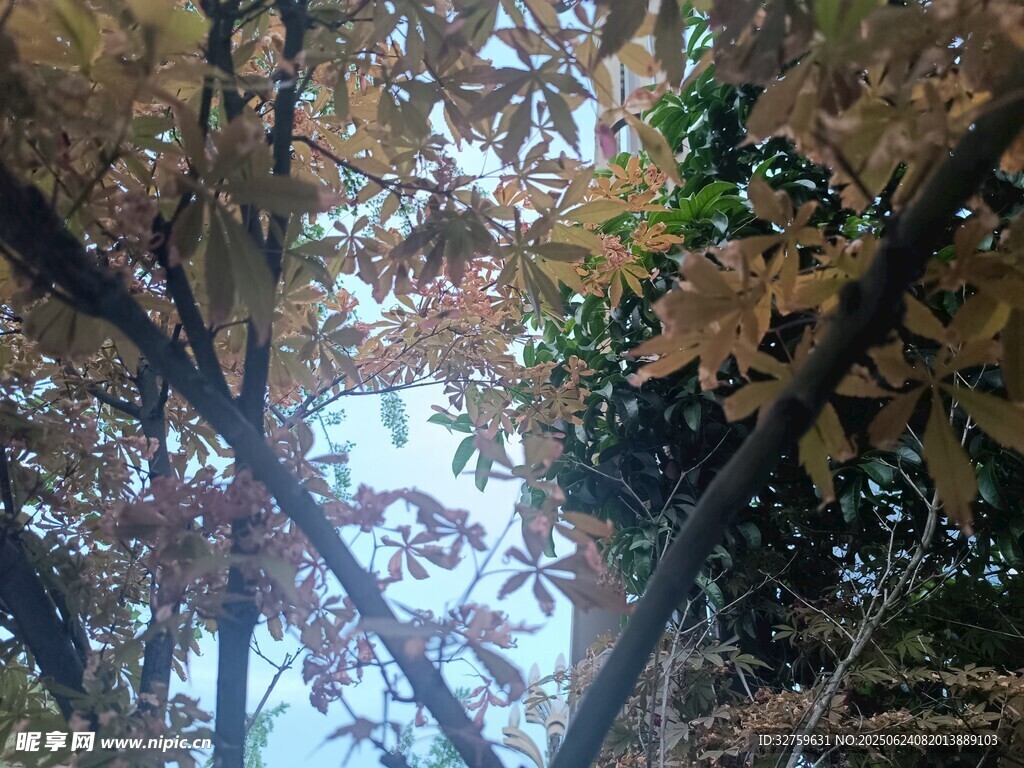 秋日树梢间的斑斓景致