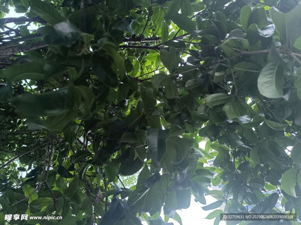 繁茂枝叶间的光影世界