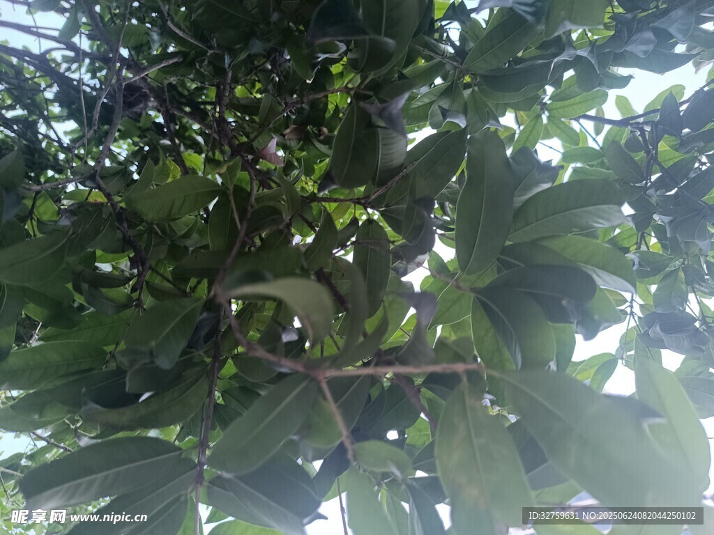 枝叶繁茂的树木景象