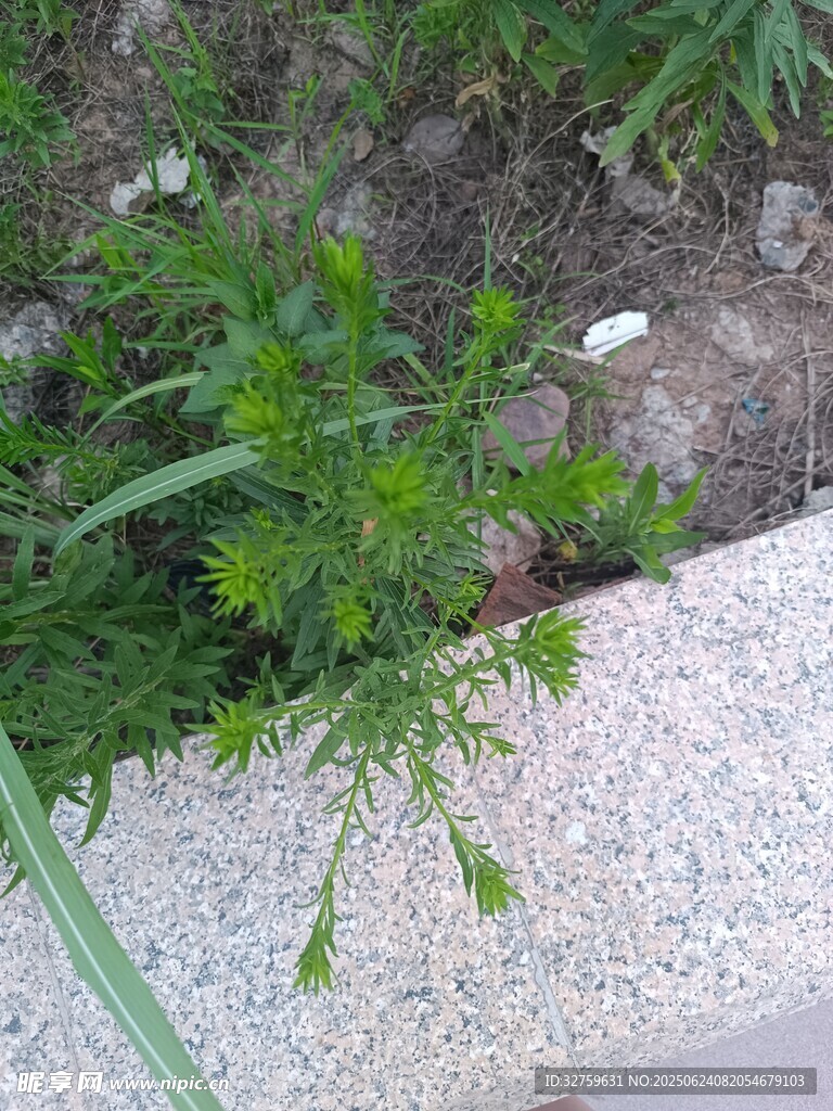 路边生长的嫩绿植物