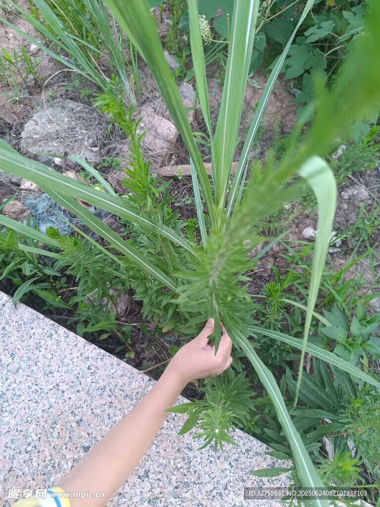 手触绿植