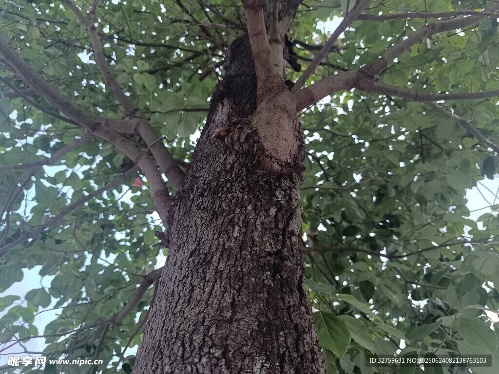 仰视下的粗壮树干