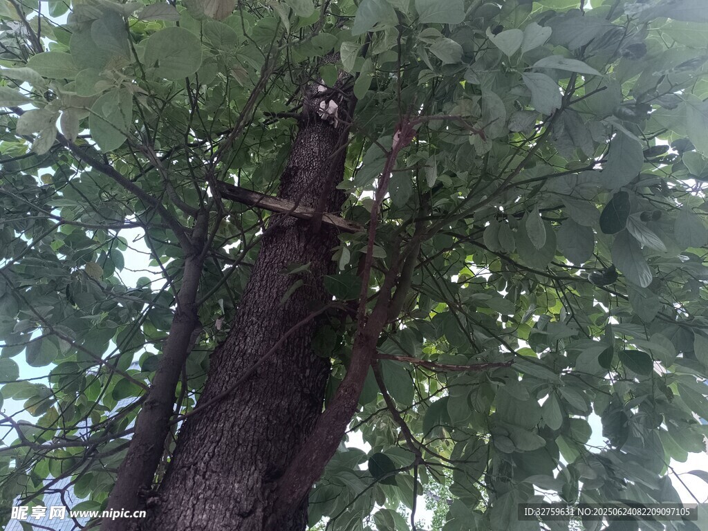 粗壮树干与繁茂枝叶