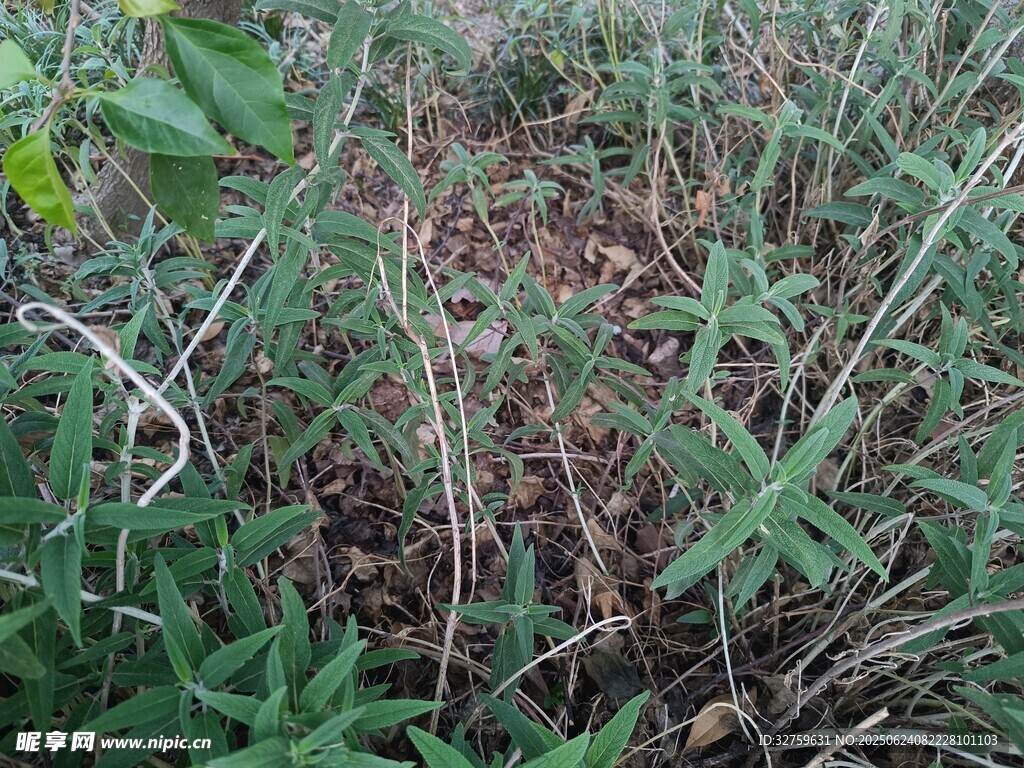 野外丛生的绿色植物