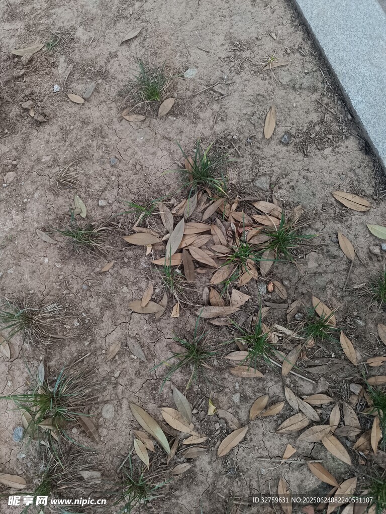 地面上的枯叶与小草