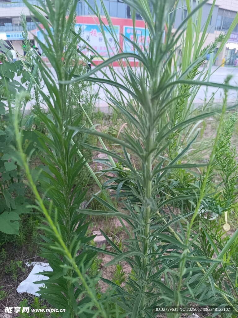 户外生长的绿色植物