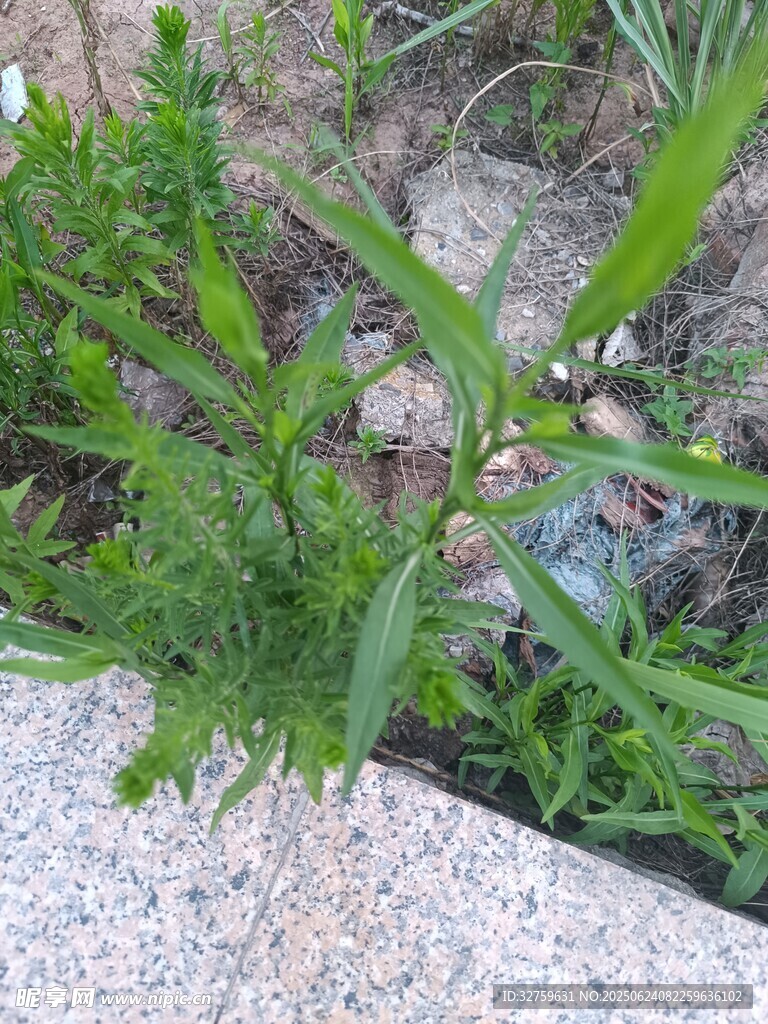 石边嫩绿野草