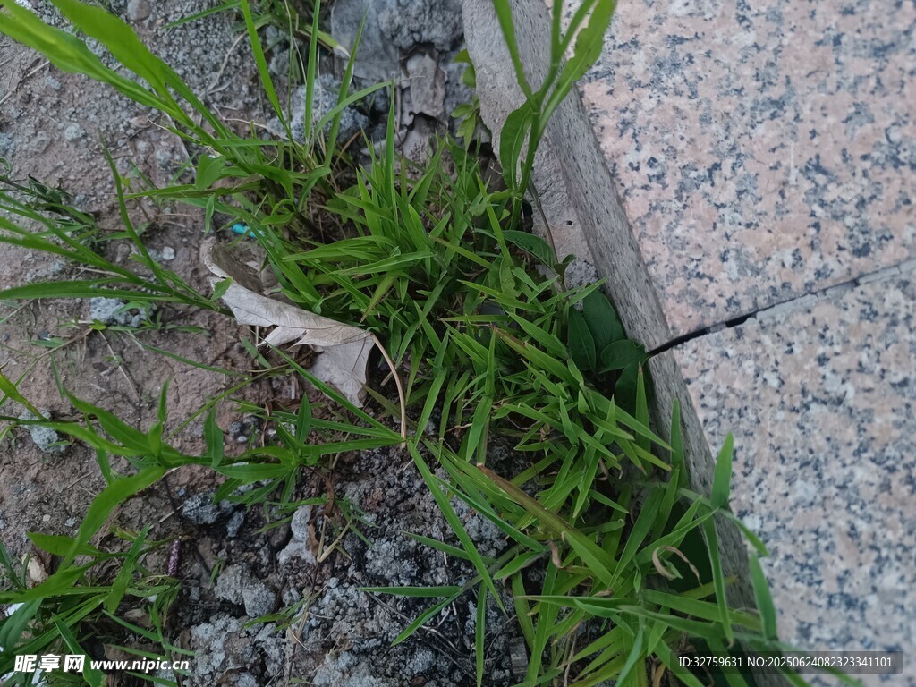 墙角小草