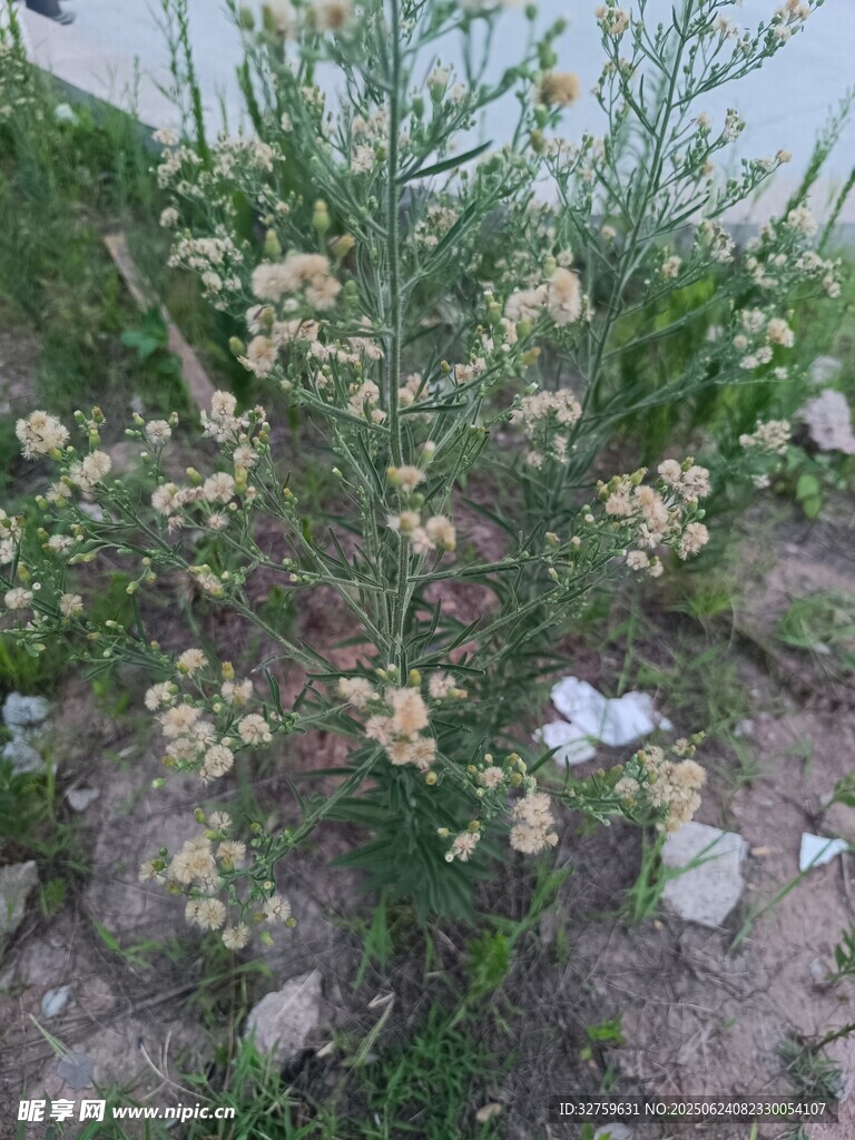野外生长的白色小花植株