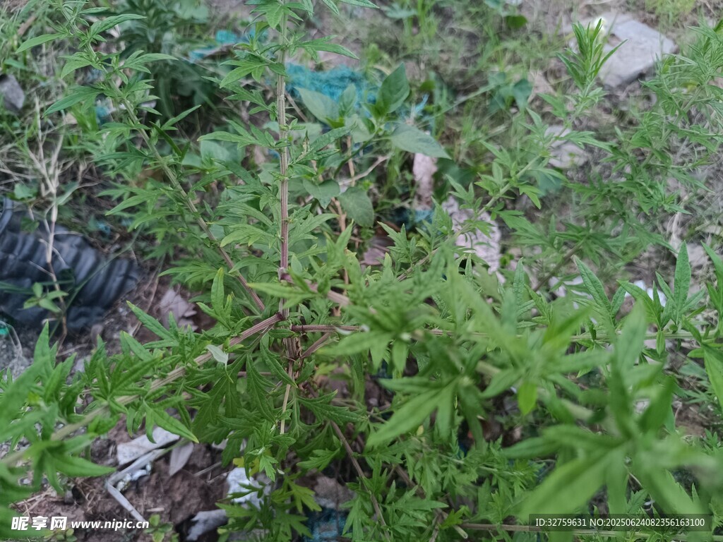 野外丛生的绿色植物