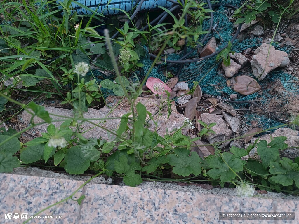 路边杂草与碎石场景