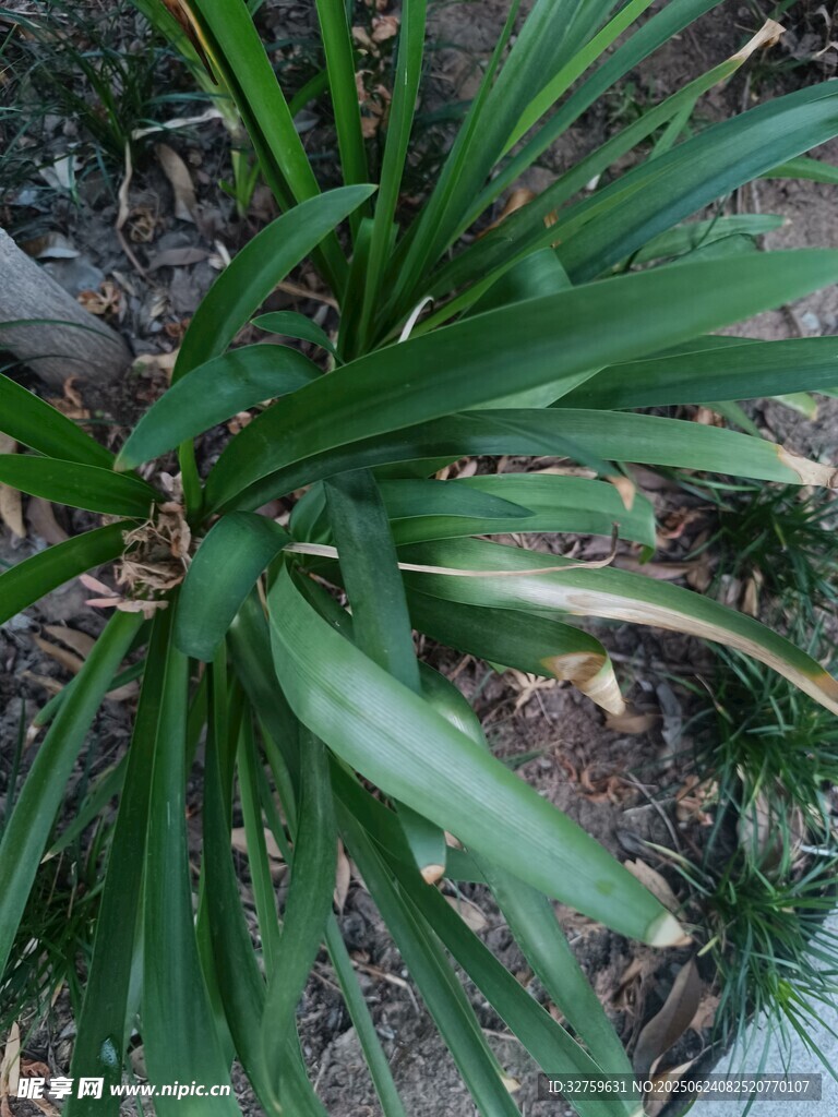 翠绿剑叶植物特写
