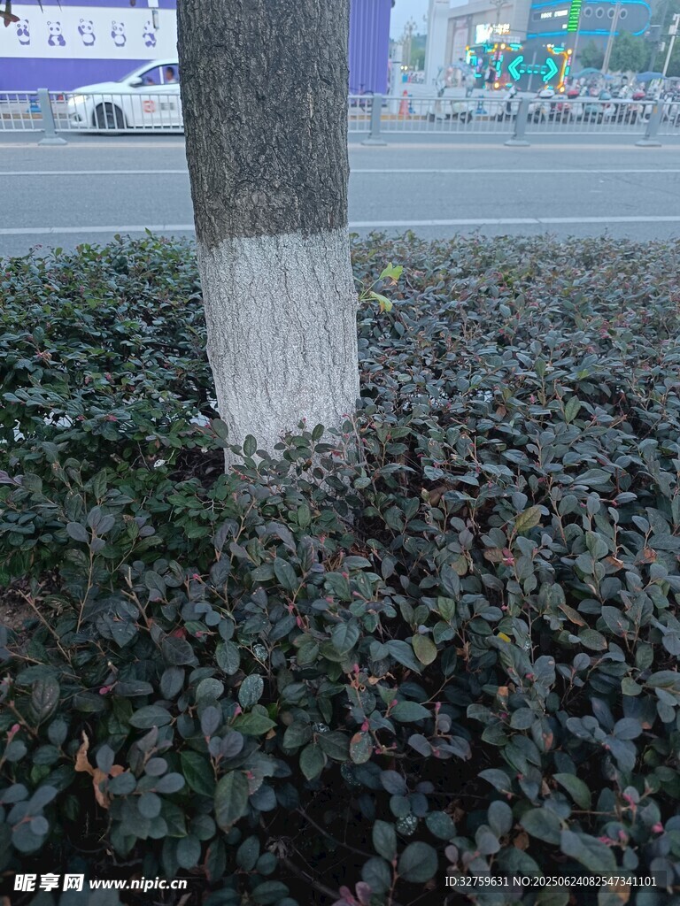 树下绿植景观
