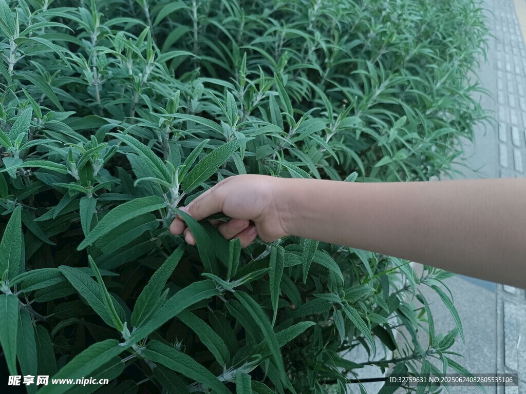 手触翠绿植物瞬间