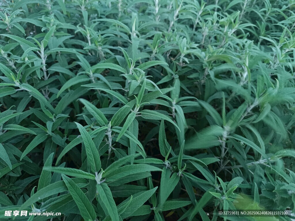 绿色葱郁的植物景观