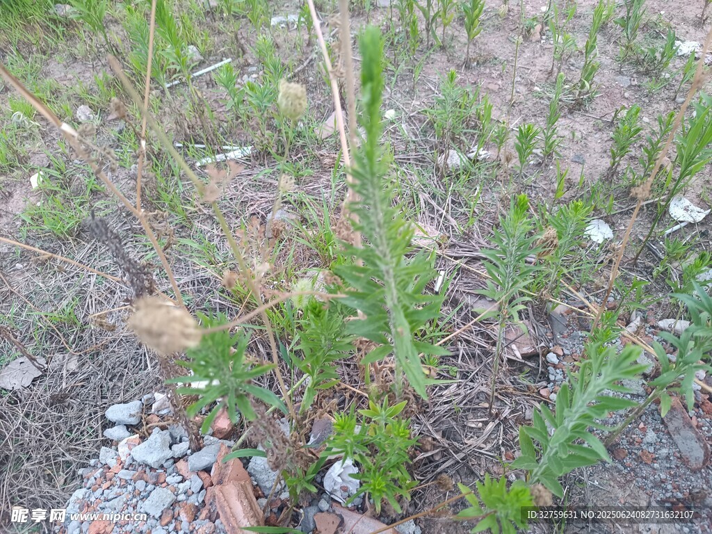 地面生长的绿色植物