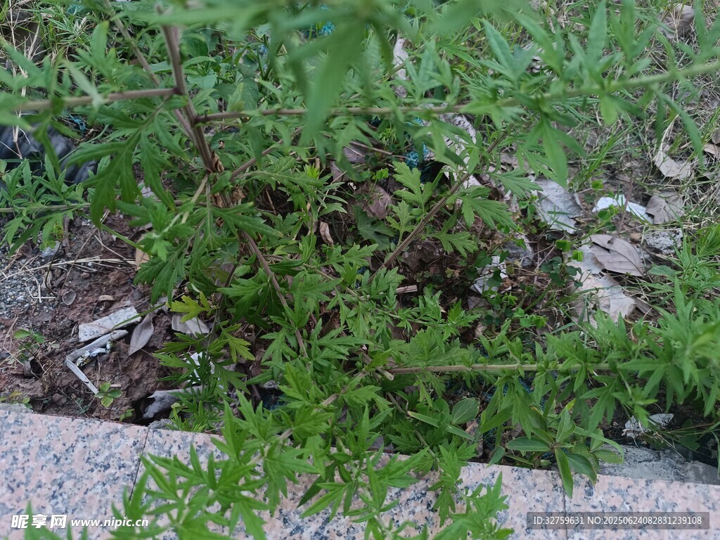 路边的绿色植物