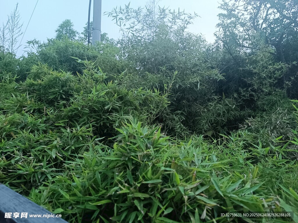 茂密绿植景观