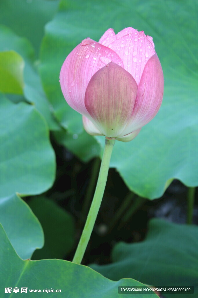 荷花 