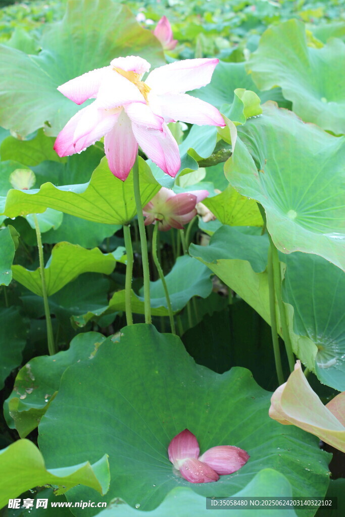 荷花  