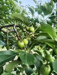枝头青果