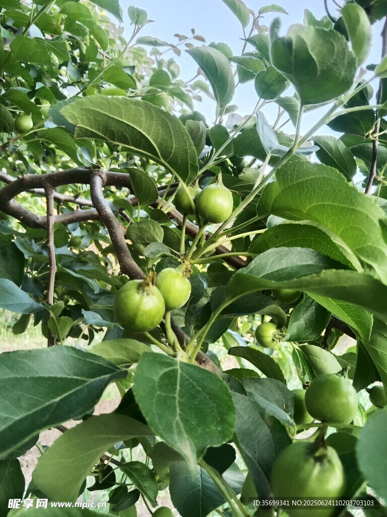 枝头青果