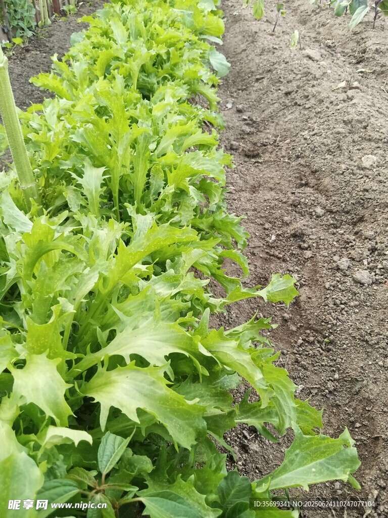 田间嫩绿生菜生机勃勃