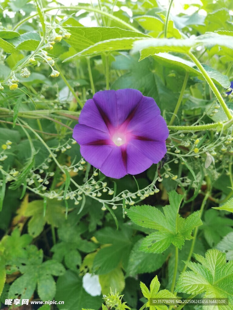 紫色牵牛花绽放绿叶间