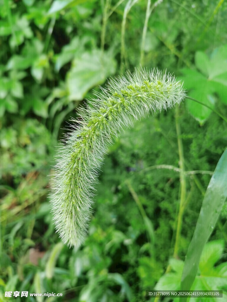 狗尾巴草特写