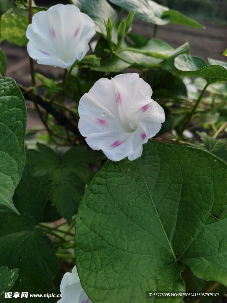 白色牵牛花与绿叶特写