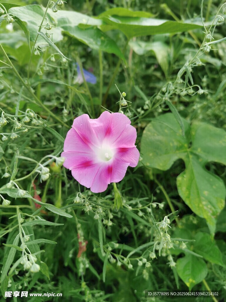 粉色牵牛花绽放于绿叶间
