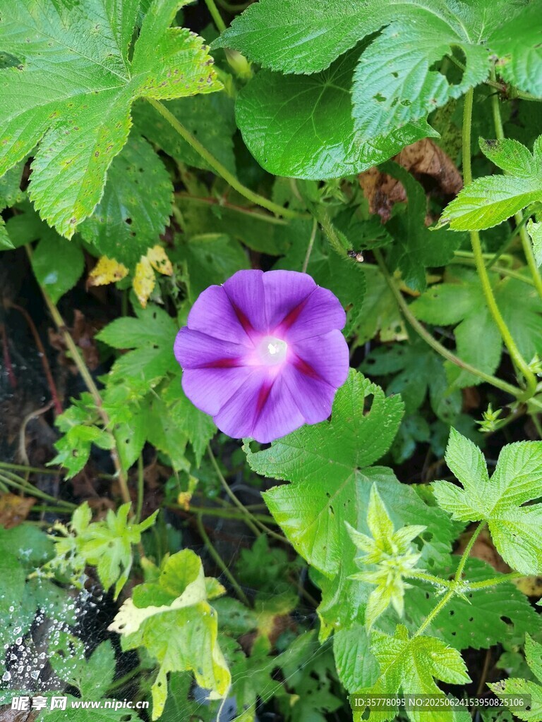 紫色牵牛花绽放绿叶间