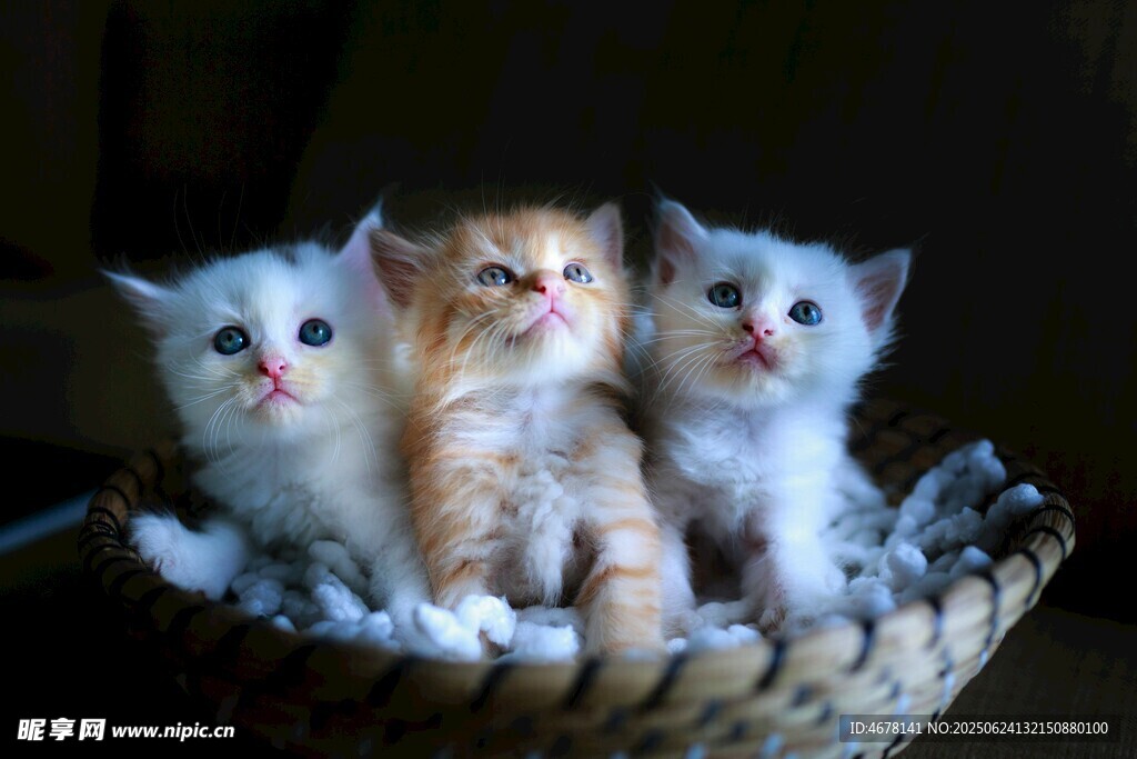 三只萌猫窝在篮子里