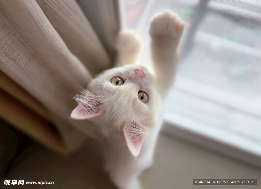 小猫扒窗好奇张望