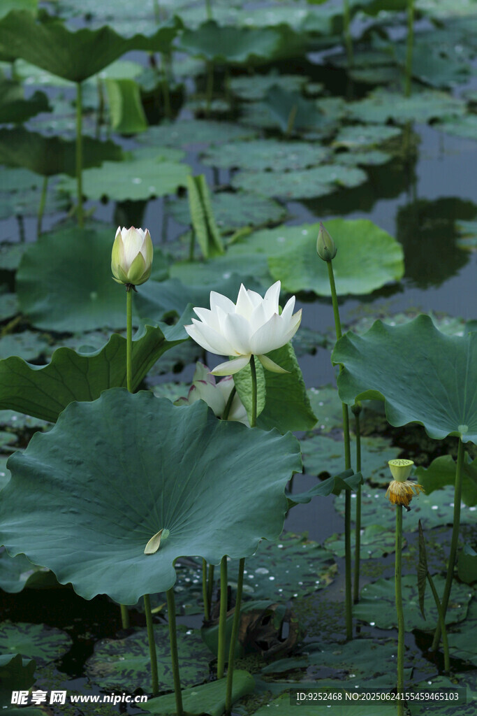 芙蓉