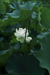 莲花 