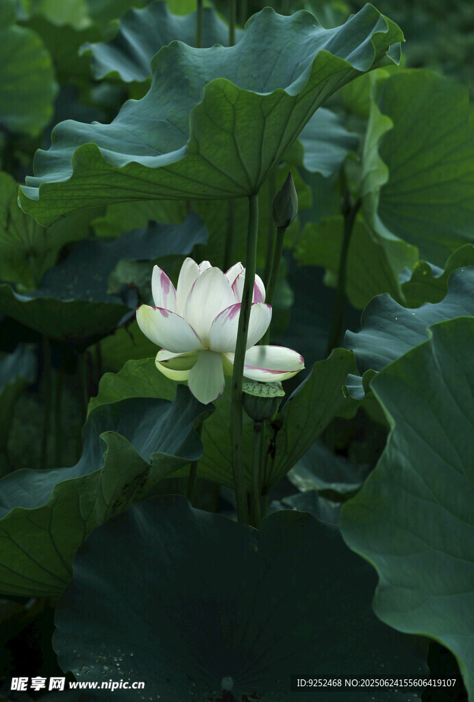 莲花 
