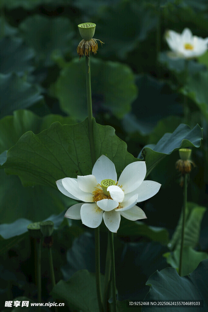 雨荷 