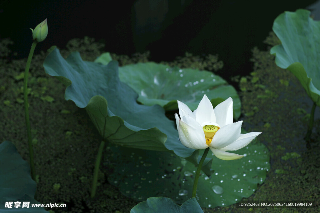  荷花