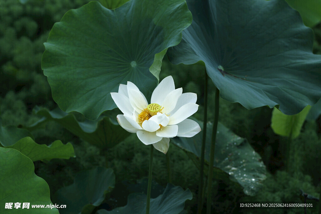 白莲花 