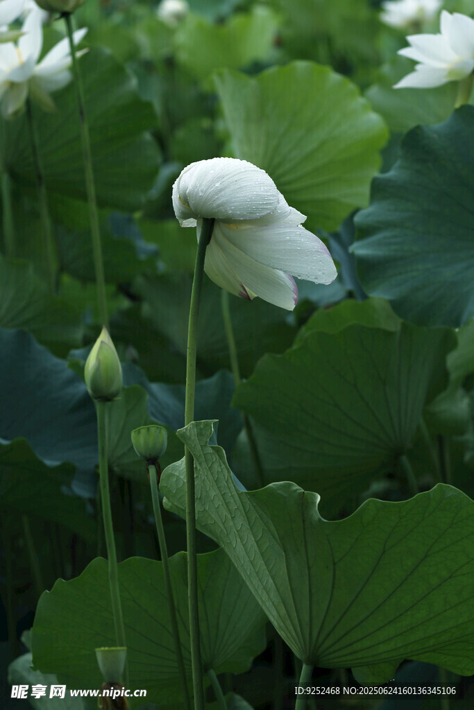 雨荷 